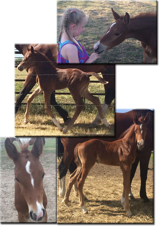 Cimarron's pictures