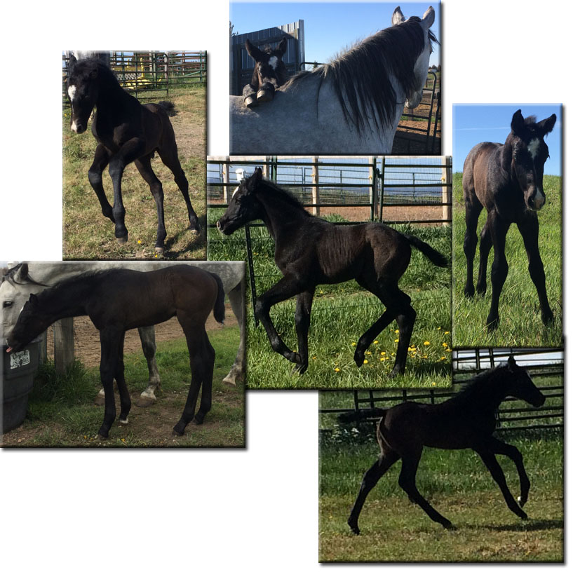 Lenny's pictures