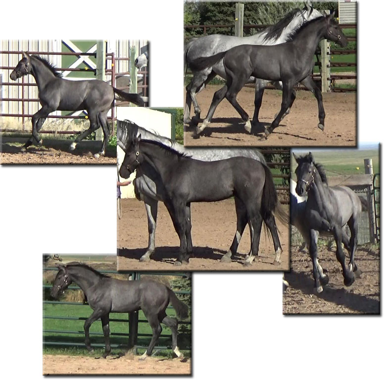 Lenny's pictures